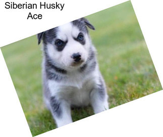 Siberian Husky Ace