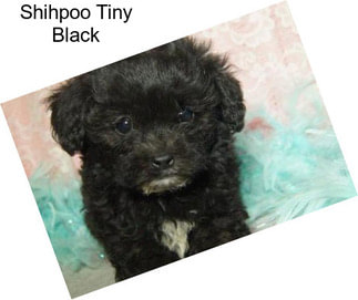 Shihpoo Tiny Black