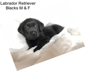 Labrador Retriever Blacks M & F