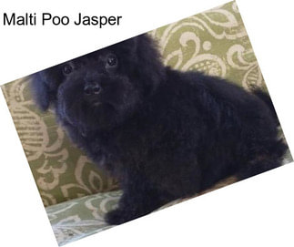 Malti Poo Jasper