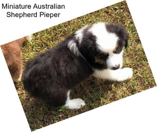 Miniature Australian Shepherd Pieper