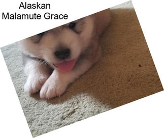 Alaskan Malamute Grace