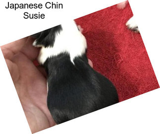 Japanese Chin Susie