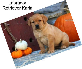 Labrador Retriever Karla