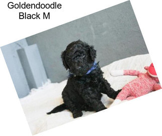 Goldendoodle Black M