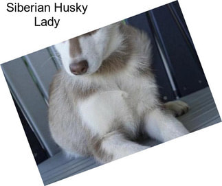 Siberian Husky Lady