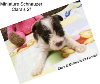 Miniature Schnauzer Clara\'s 2f