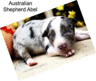 Australian Shepherd Abel