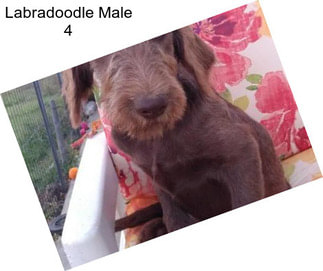 Labradoodle Male 4