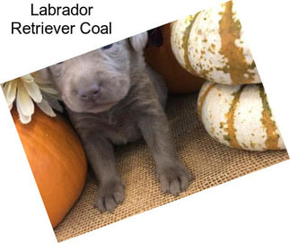 Labrador Retriever Coal