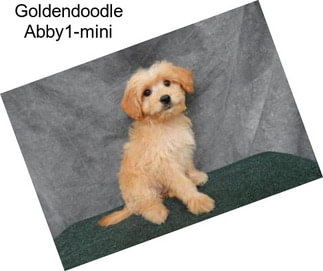 Goldendoodle Abby1-mini