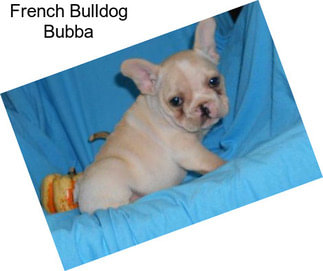 French Bulldog Bubba