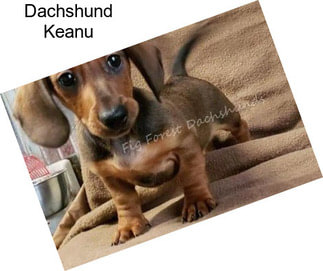 Dachshund Keanu