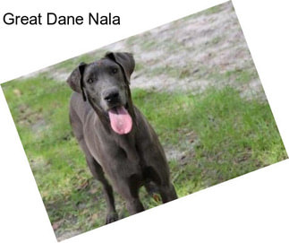 Great Dane Nala