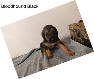 Bloodhound Black