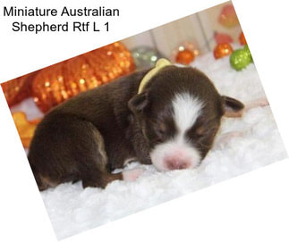 Miniature Australian Shepherd Rtf L 1