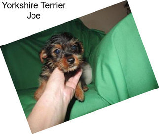 Yorkshire Terrier Joe