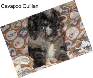 Cavapoo Quillan