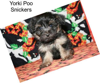 Yorki Poo Snickers