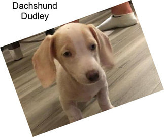 Dachshund Dudley