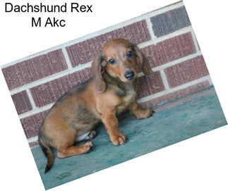 Dachshund Rex M Akc