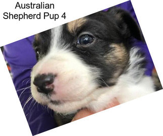 Australian Shepherd Pup 4