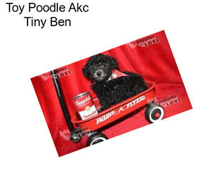 Toy Poodle Akc Tiny Ben