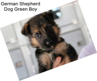 German Shepherd Dog Green Boy