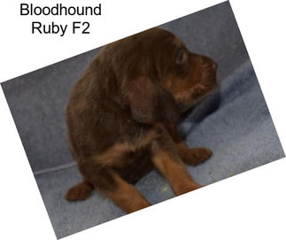 Bloodhound Ruby F2