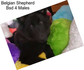 Belgian Shepherd Bsd 4 Males