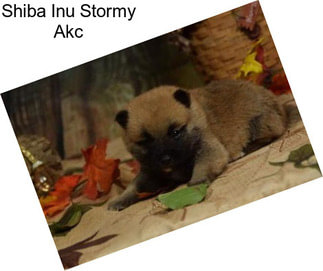 Shiba Inu Stormy Akc