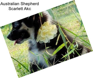 Australian Shepherd Scarlett Akc