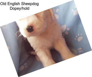 Old English Sheepdog Dopey/hold