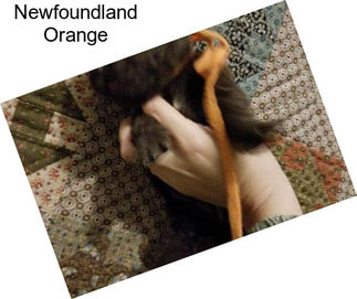 Newfoundland Orange