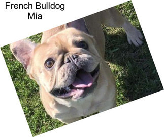 French Bulldog Mia