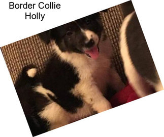 Border Collie Holly