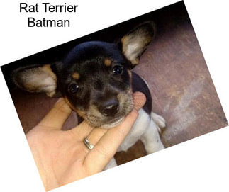 Rat Terrier Batman
