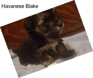 Havanese Blake