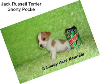 Jack Russell Terrier Shorty Pocke