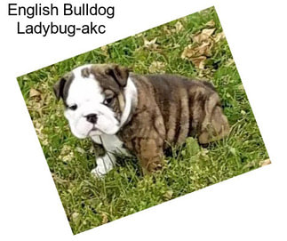 English Bulldog Ladybug-akc