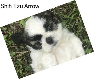 Shih Tzu Arrow