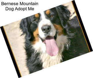 Bernese Mountain Dog Adopt Me