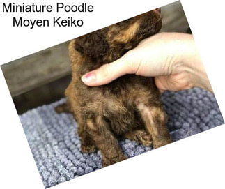 Miniature Poodle Moyen Keiko