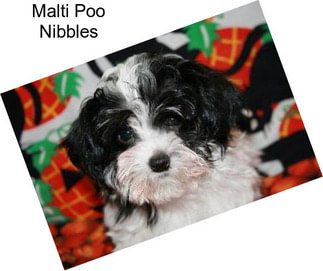 Malti Poo Nibbles