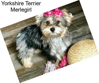 Yorkshire Terrier Merlegirl