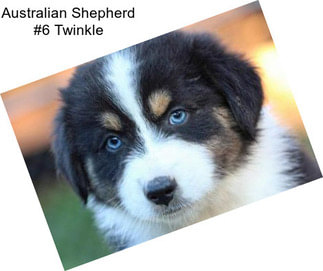 Australian Shepherd #6 Twinkle