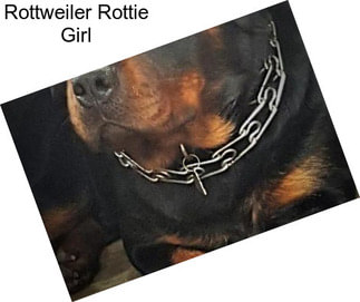 Rottweiler Rottie Girl