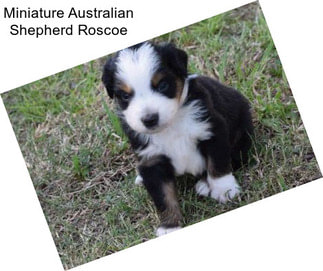 Miniature Australian Shepherd Roscoe