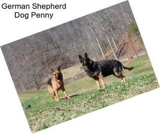 German Shepherd Dog Penny