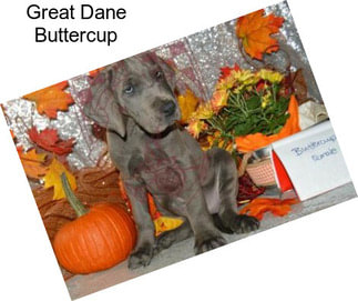 Great Dane Buttercup